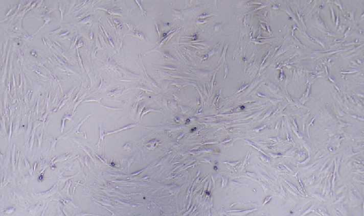 Primary Rat Seminal Vesicle Fibroblasts (SVF)