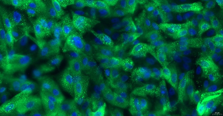 Primary Canine Seminal Vesicle Epithelial Cells (SVEC)