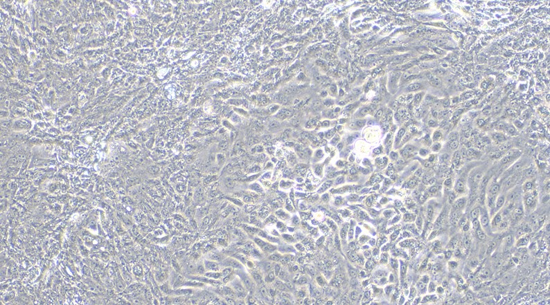 Primary Canine Prostate Epithelial Cells (PrEC)