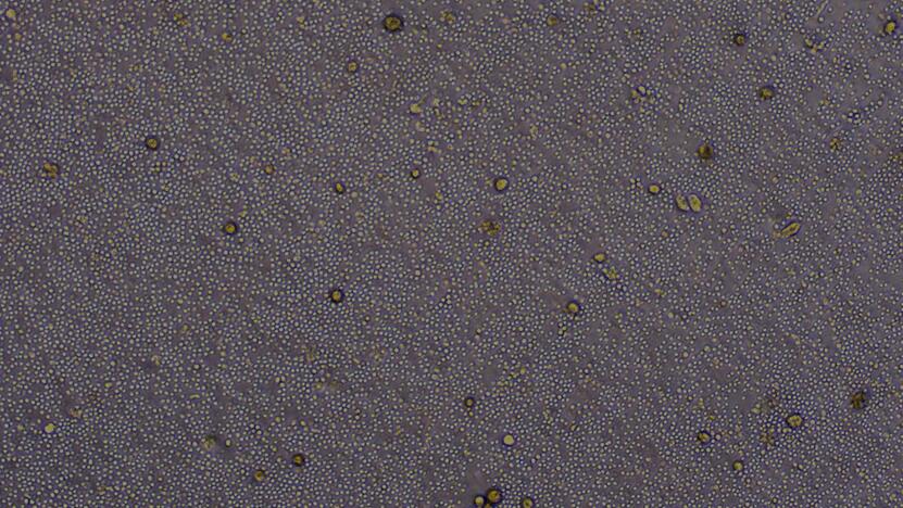 Primary Rat Bone Marrow Mononuclear Cells (BMMC)