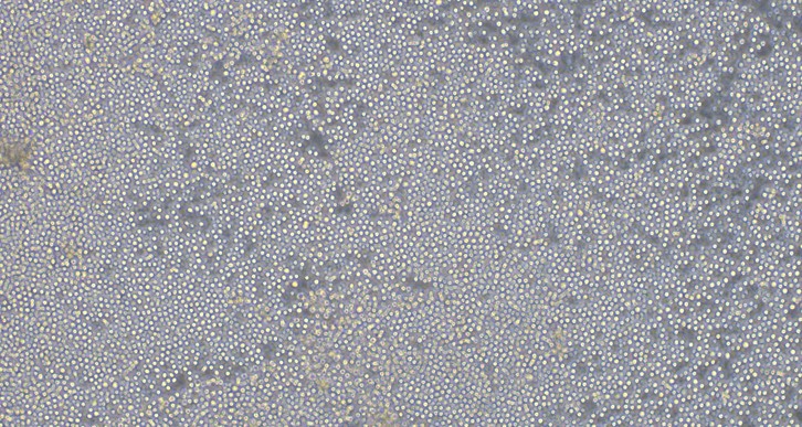 Primary Canine Peripheral Blood Mononuclear Cells (PBMC)