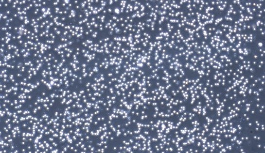 Primary Feline Peripheral Blood Mononuclear Cells (PBMC)