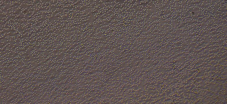 Primary Rat Peripheral Blood Mononuclear Cells (PBMC)