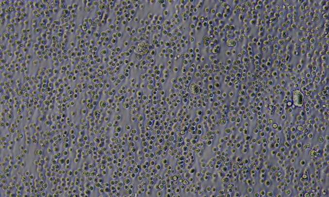 CSI166Rb01.jpg