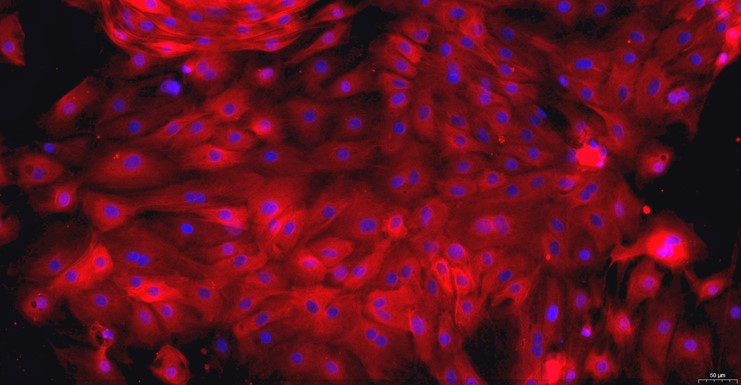 Primary Caprine Bladder Epithelial Cells (BEC)