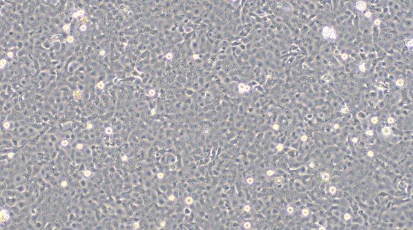 Primary Feline Bladder Epithelial Cells (BEC)