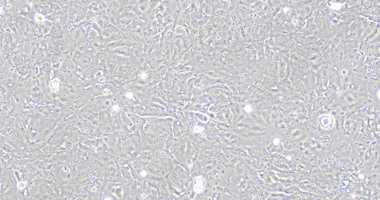 Primary Rabbit Bladder Epithelial Cells (BEC)