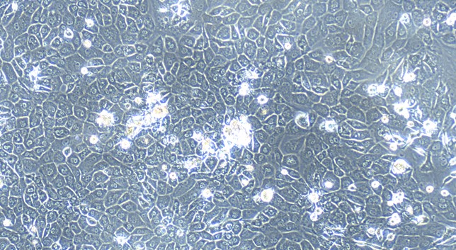 Primary Mouse Gingival Epithelial Cells (GiEC)