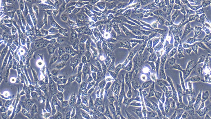 Primary Canine Gastric Epithelial Cells (GEC)