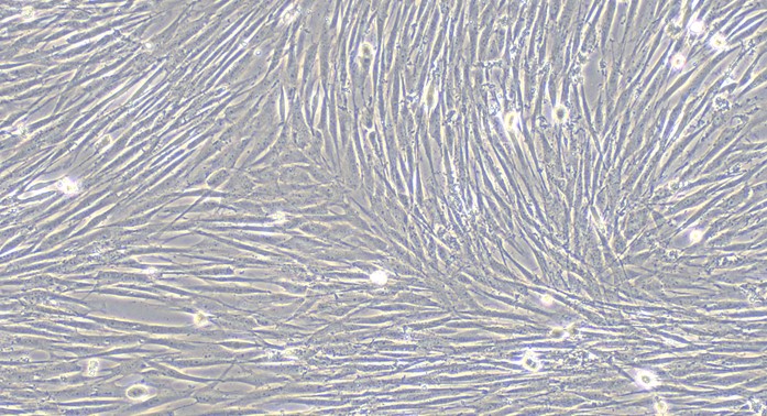 Primary Canine Skeletal Muscle Myoblasts (SMM)