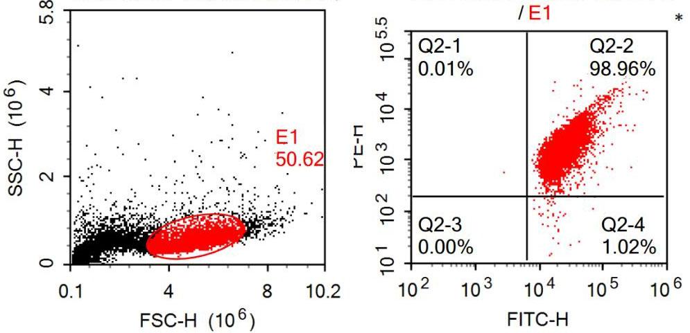 Primary Rat Endothelial Progenitor Cells (EPC)