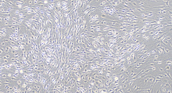 Primary Canine Trigeminal ganglion neuron cells (TGN)