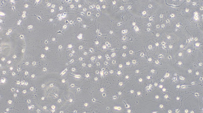 Primary Rabbit Spinal Cord Neuron Cells (SCN)
