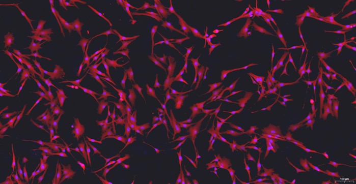 Primary Canine Spinal Cord Astrocytes (SCA)