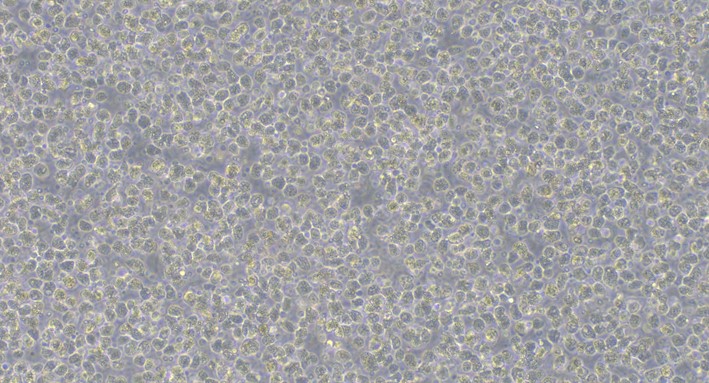 Primary Canine Hepatocyte (Hep)