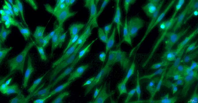 Primary Gallus Embryonic Fibroblasts (EF)
