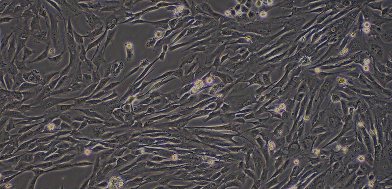 Primary Canine Ovarian Granulosa Cells (OGC)