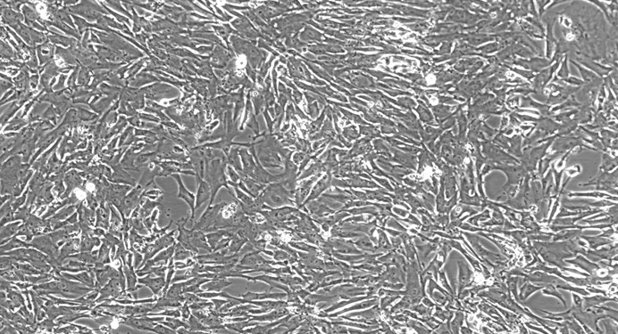 Primary Feline Ovarian Granulosa Cells (OGC)