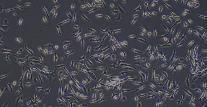 Primary Mouse Thymic Macrophages (TM)