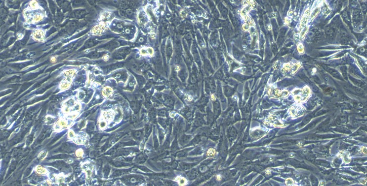 Primary Canine Peritoneal Mesothelial Cells (PMC)