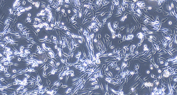 Primary Canine Tendon Cells (TC)