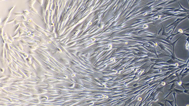 Primary Caprine Tendon Cells (TC)