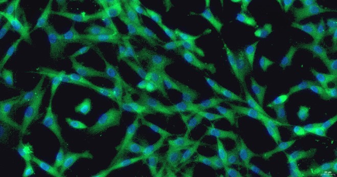 Primary Feline Tendon Cells (TC)