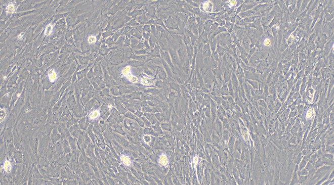 Primary Rat Tendon Cells (TC)