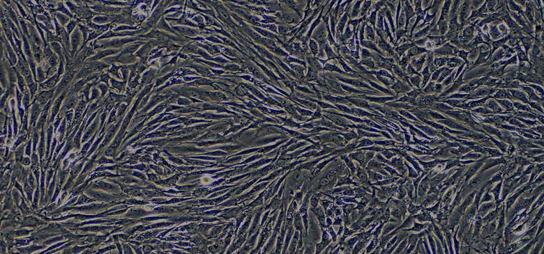 Primary Rabbit Urinary Tract Fibroblasts (UTF)