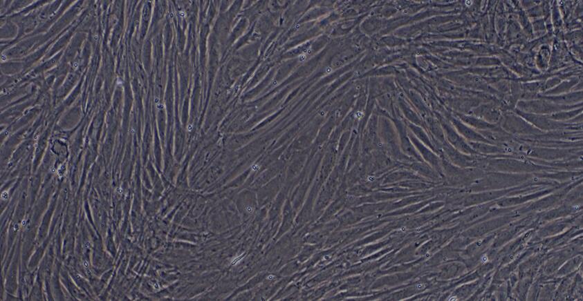 Primary Rat Corneal Stromal cells (CSC)