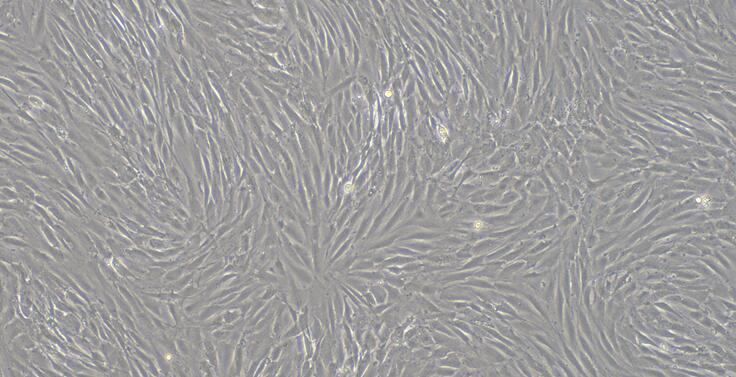 Primary Canine Tendon Stem Cells ( TDSC)