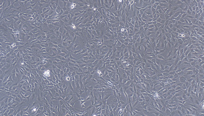 Primary Feline Meniscus Fibrochondrocytes (MFCs)