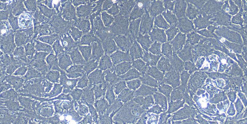 Primary Rabbit Meniscus Fibrochondrocytes (MFCs)