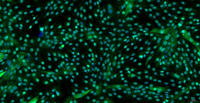 Primary Canine Auricular Chondrocytes (ACC)
