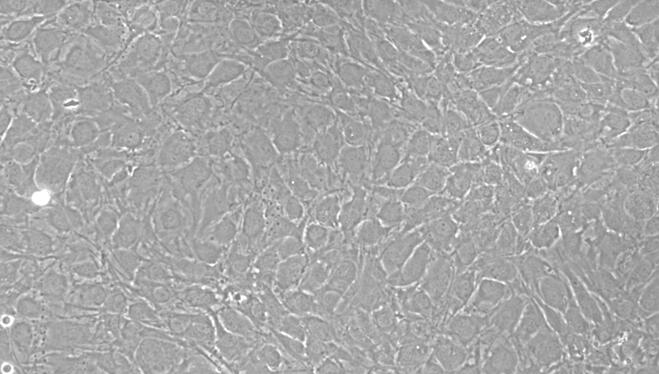 Primary Caprine Auricular Chondrocytes (ACC)