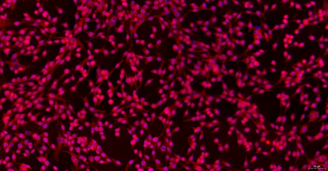 Primary Feline Auricular Chondrocytes (ACC)