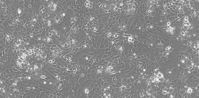 Primary Rat Auricular Chondrocytes (ACC)