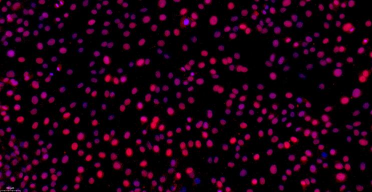 Primary Rabbit Auricular Chondrocytes (ACC)