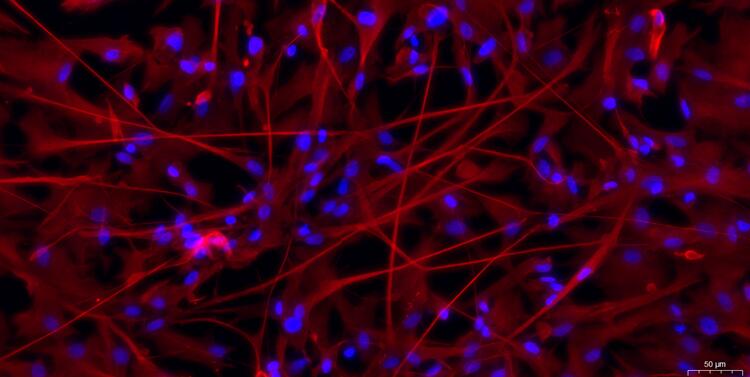 Primary Canine Cerebral Cortex Neuron Cells (CCNC)