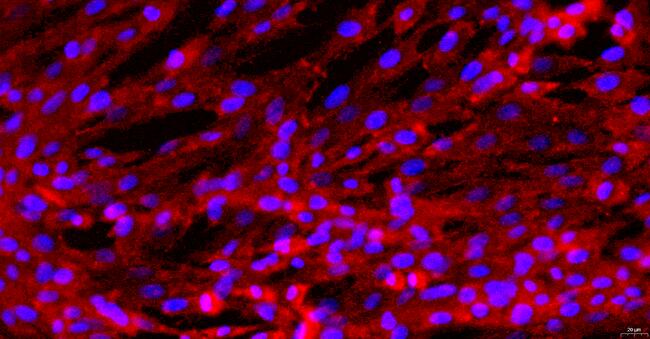 Primary Canine Urethral Smooth Muscle Cells (UrSMC)