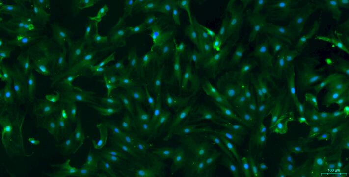 Primary Rat Urethral Smooth Muscle Cells (UrSMC)