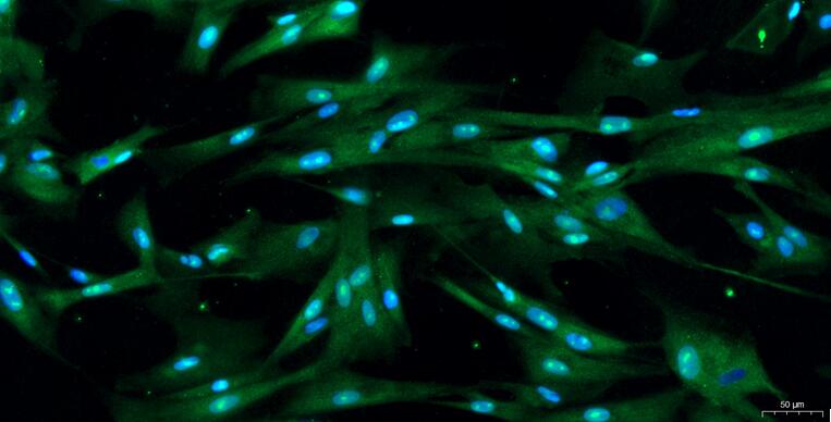 Primary Canine Arachnoid Cells (AC)