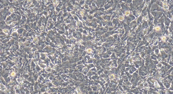 Primary Canine Olfactory Astrocytes (OA)