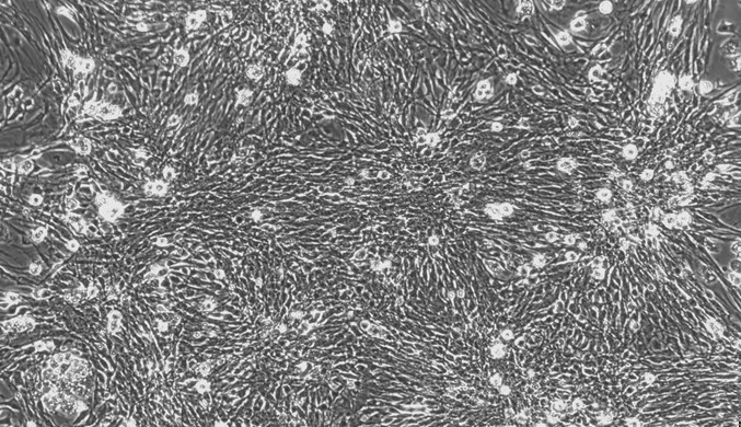 Primary Feline Olfactory Astrocytes (OA)