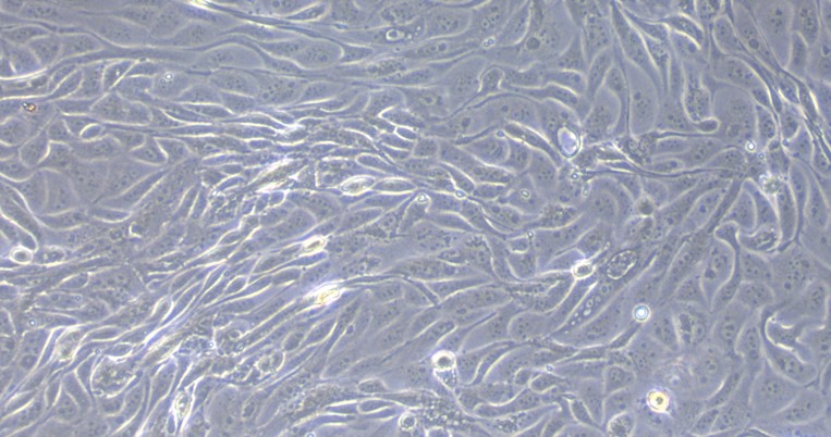 Primary Caprine Fallopian Tube Epithelial Cells (FTEC)