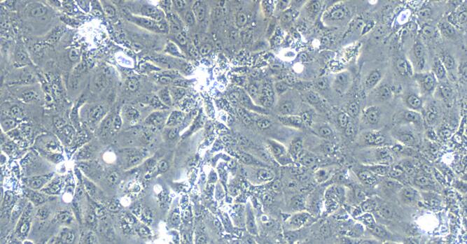 Primary Rabbit Fallopian Tube Epithelial Cells (FTEC)