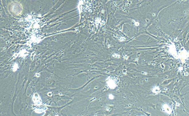 Primary Mouse Amniotic Mesenchymal Stem Cells (AMSC)
