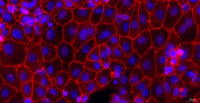 Primary Canine Vaginal Epithelial Cells (VEC)