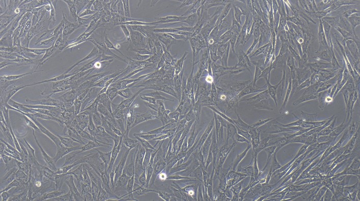 Primary Canine Parotid Gland Cells (PGC)