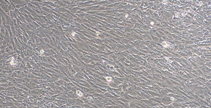 Primary Caprine Cardiac Valve Interstitial Cells (CVIC)